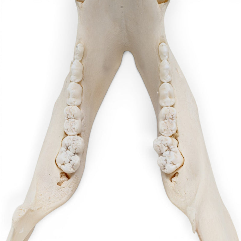 Real Potbellied Pig Skull - Adolescent