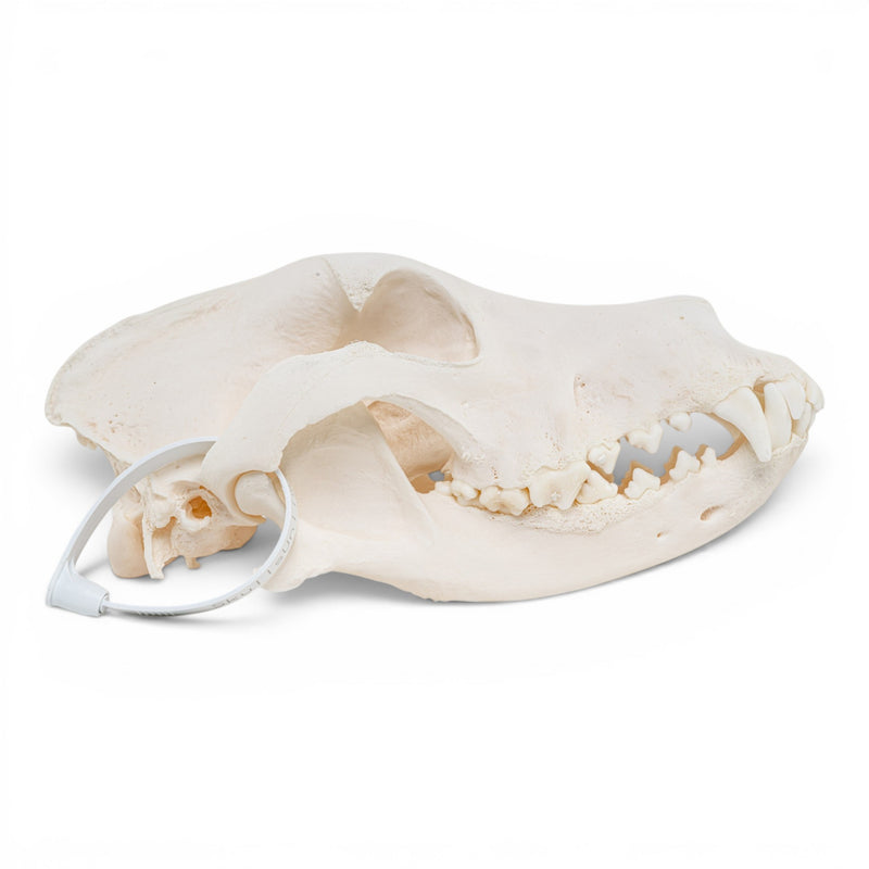 Real Great Dane Skull - Pathology
