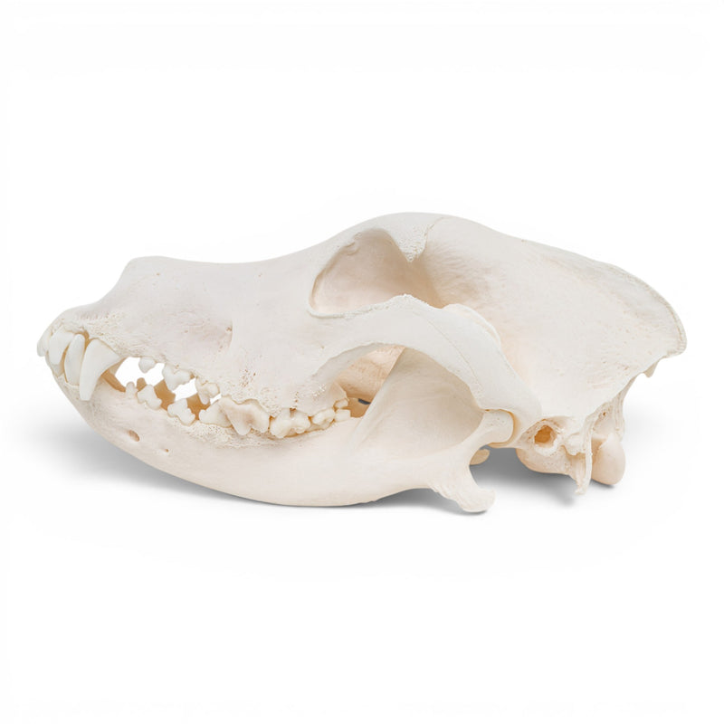 Real Great Dane Skull - Pathology