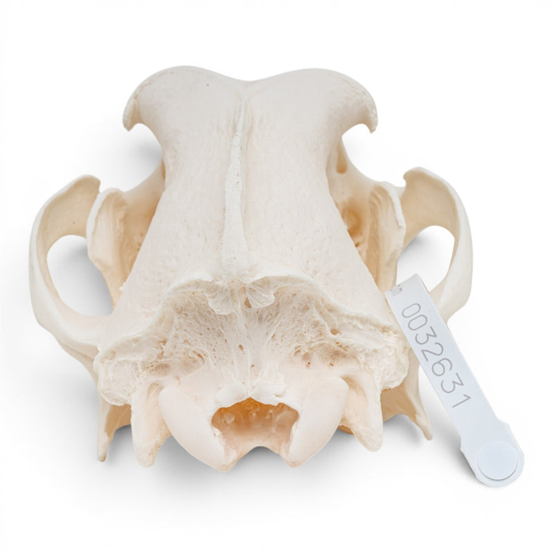 Real Great Dane Skull - Pathology