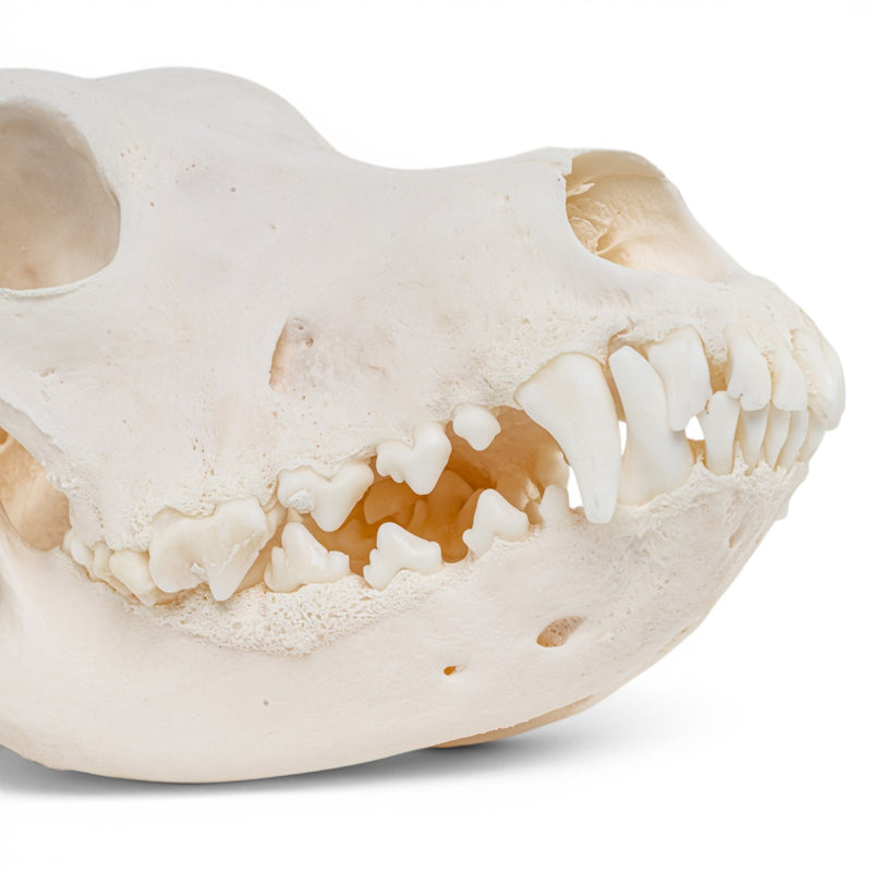 Real Great Dane Skull - Pathology