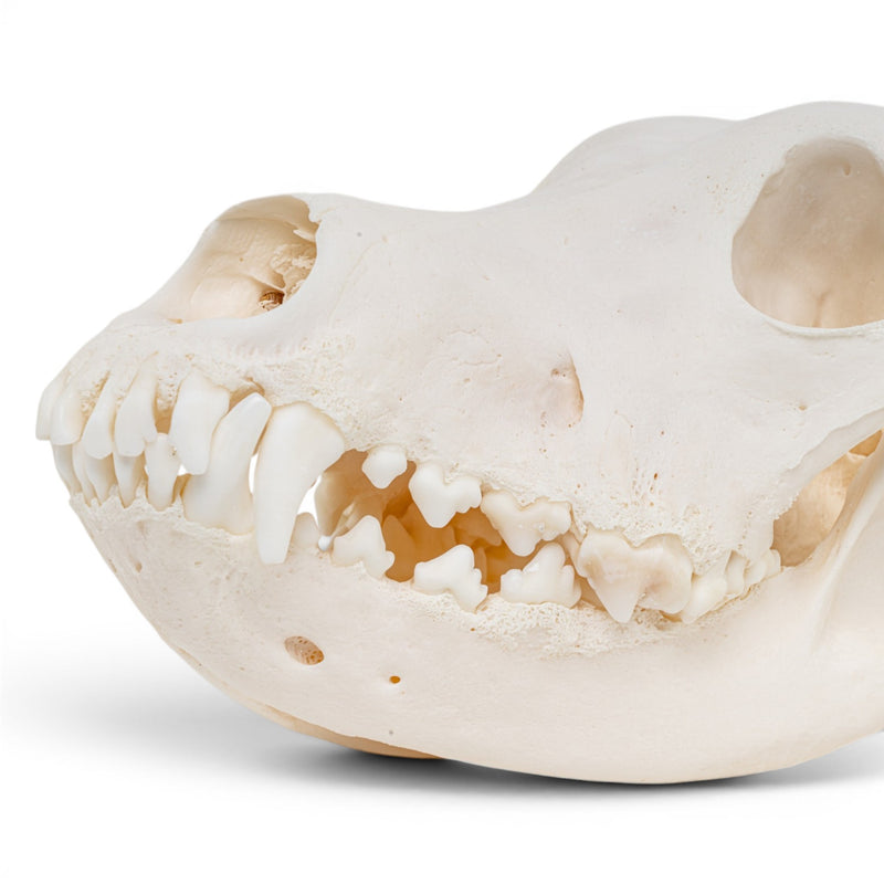 Real Great Dane Skull - Pathology
