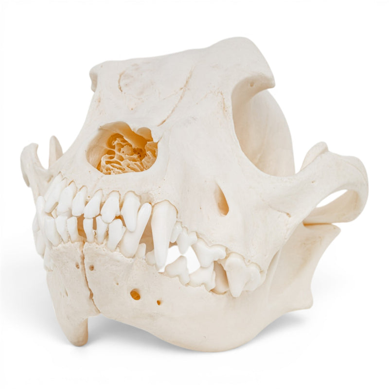 Real Domestic Dog Skull - Pathology