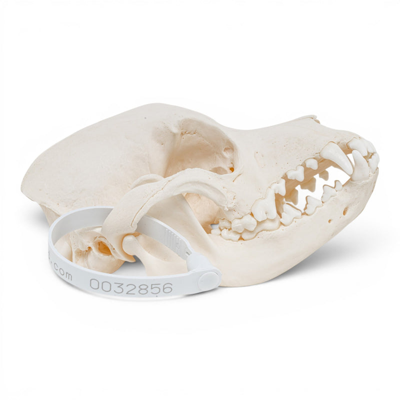 Real Domestic Dog Skull - Pathology