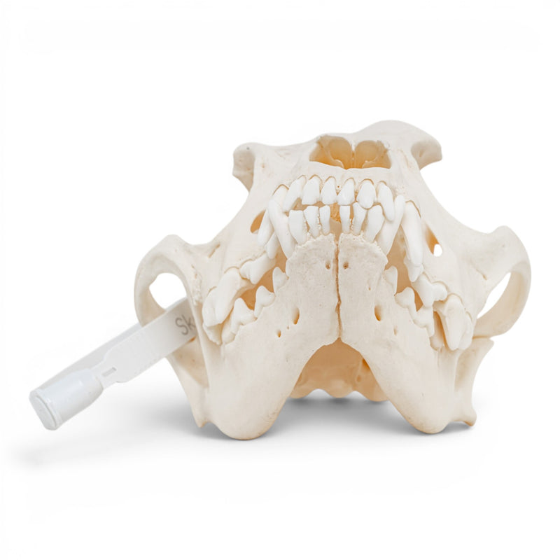 Real Domestic Dog Skull - Pathology