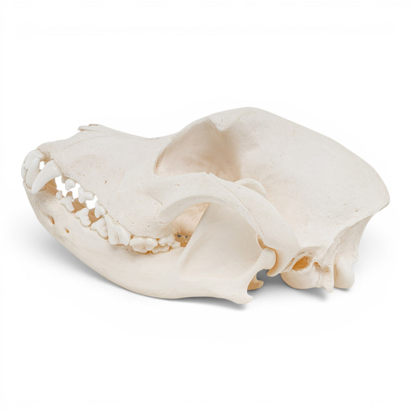Real Domestic Dog Skull - Pathology