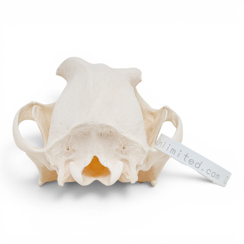 Real Domestic Dog Skull - Pathology