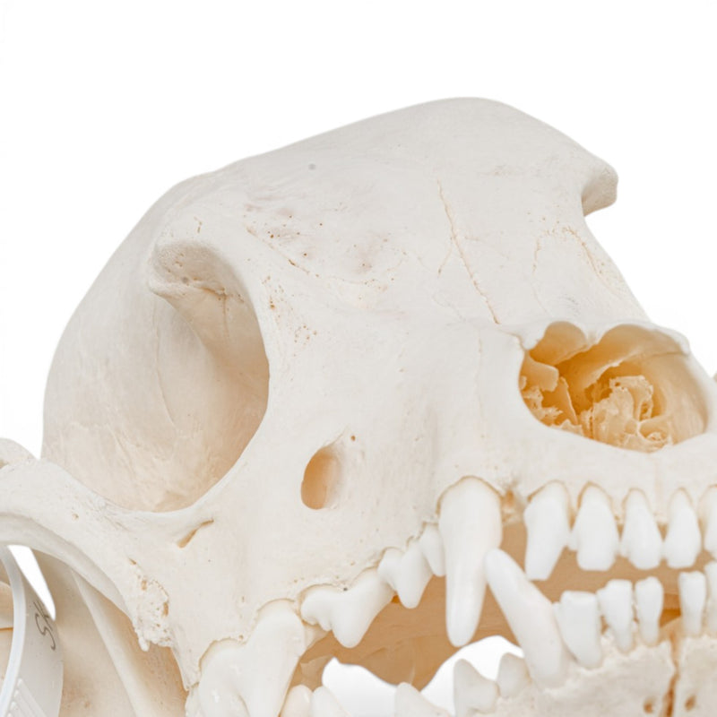 Real Domestic Dog Skull - Pathology