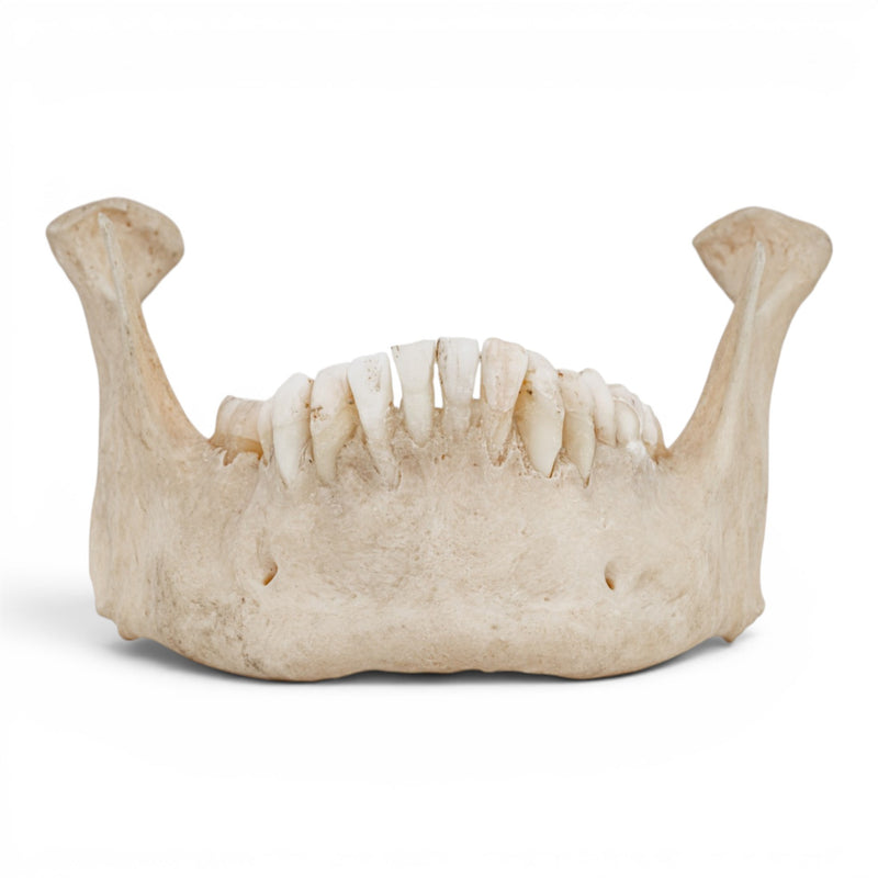 Real Human Mandible