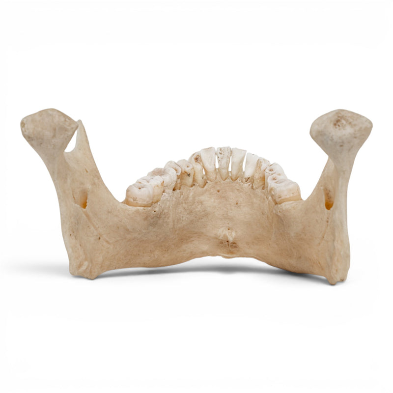 Real Human Mandible