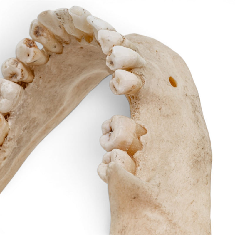 Real Human Mandible