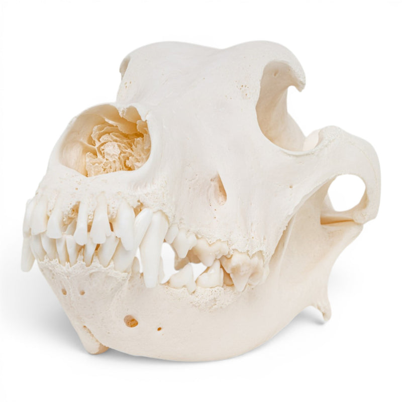 Real Great Dane Skull - Pathology