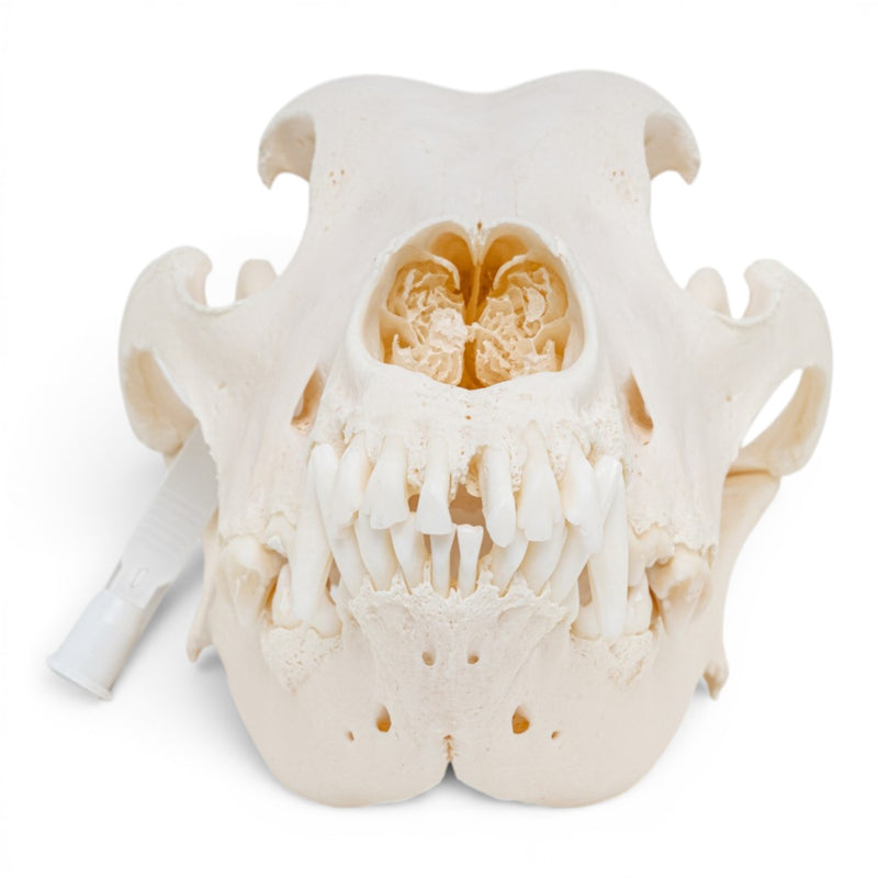 Real Great Dane Skull - Pathology