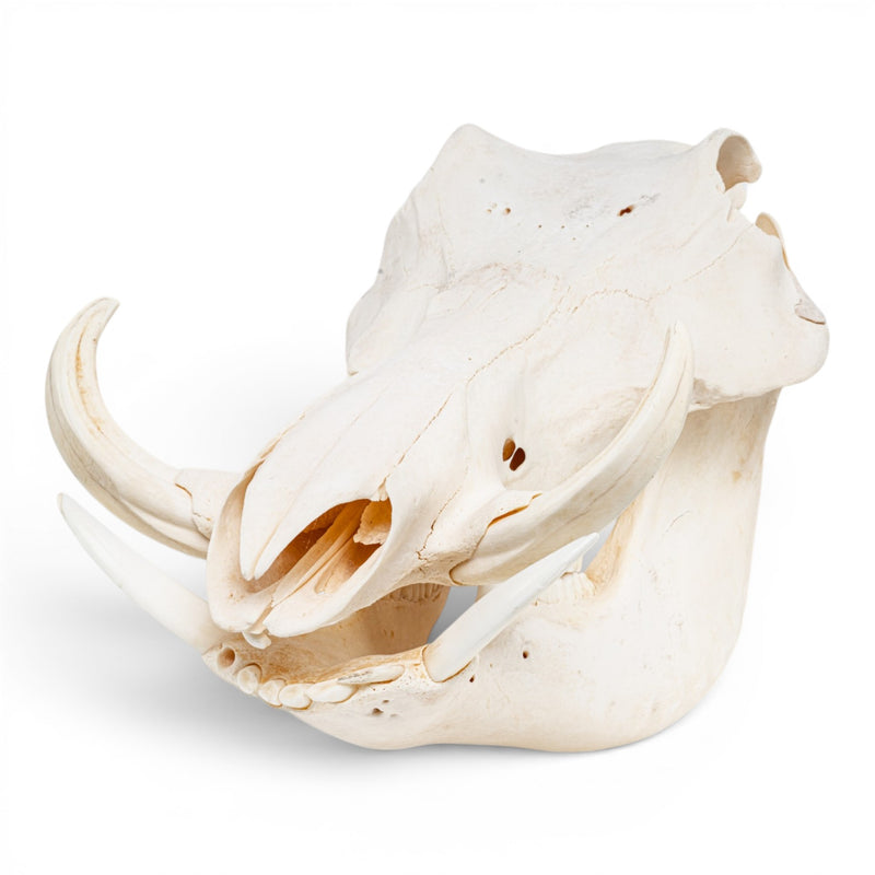 Real Warthog Skull