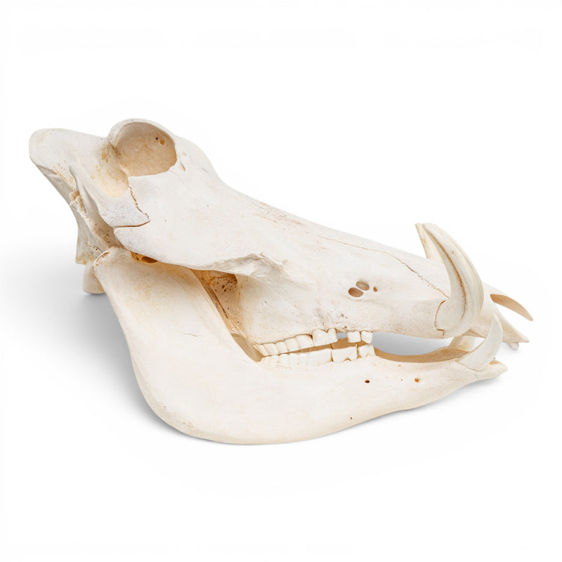 Real Warthog Skull