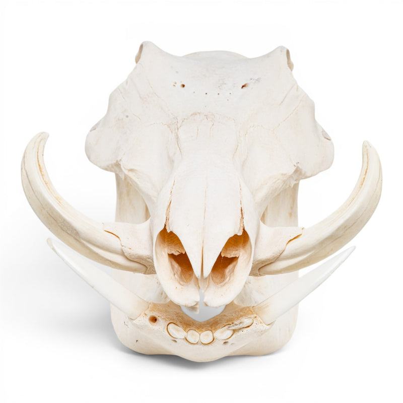 Real Warthog Skull