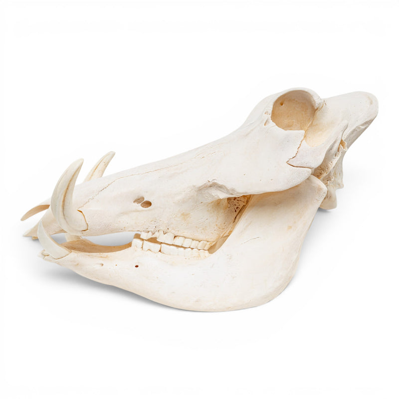 Real Warthog Skull