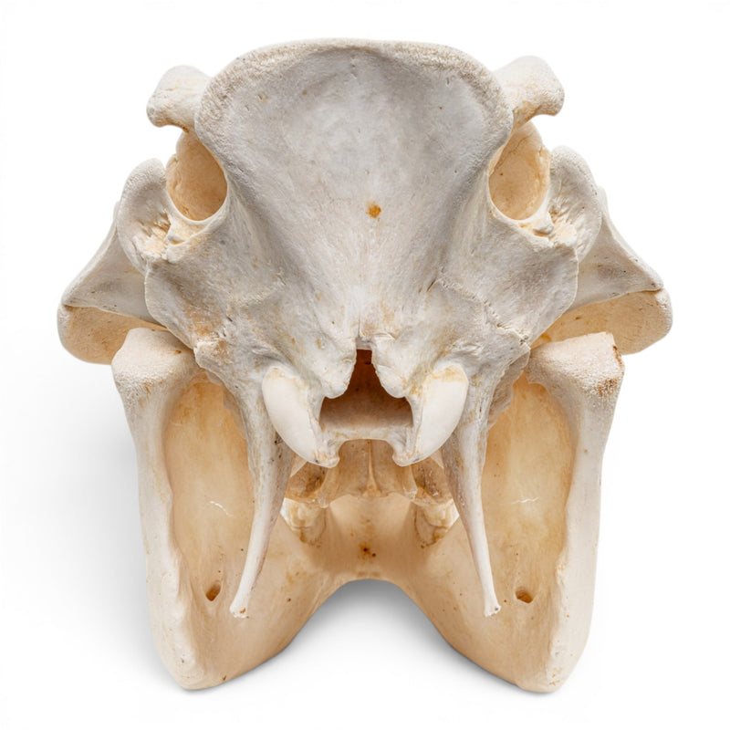 Real Warthog Skull