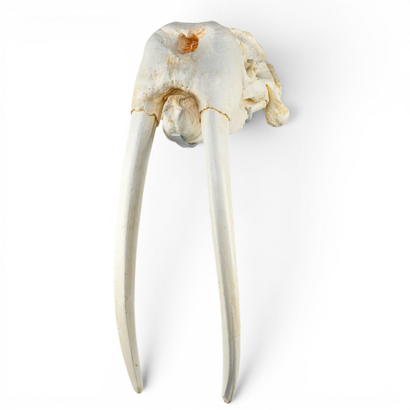 Replica Walrus Skull