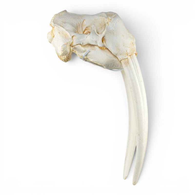 Replica Walrus Skull