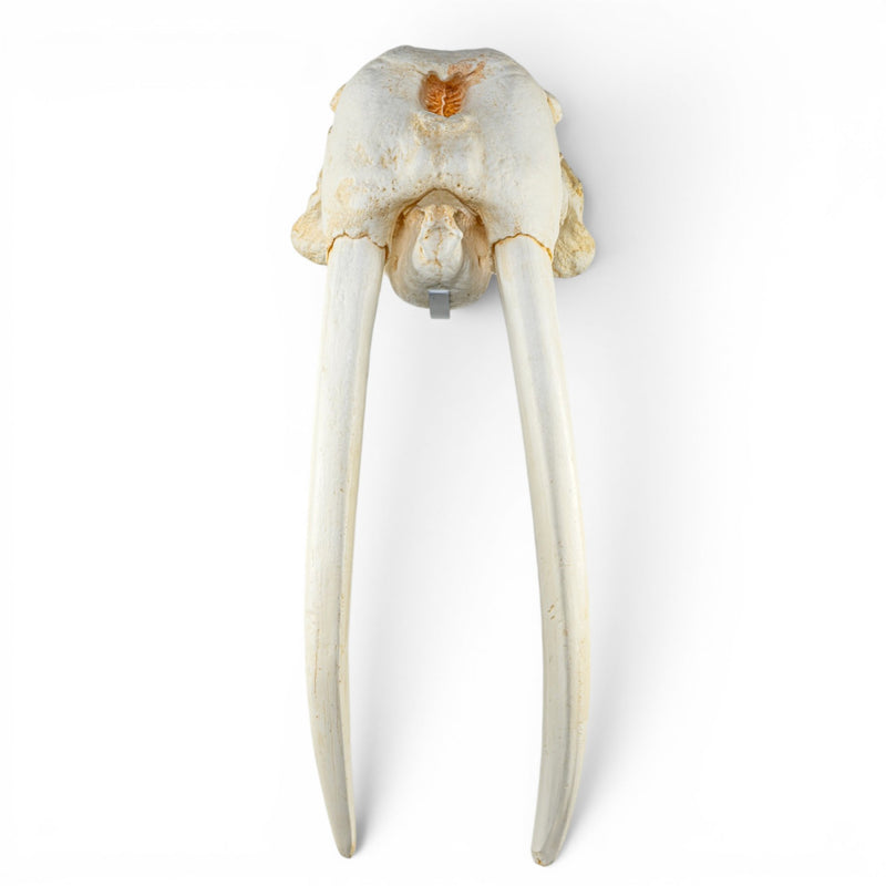 Replica Walrus Skull