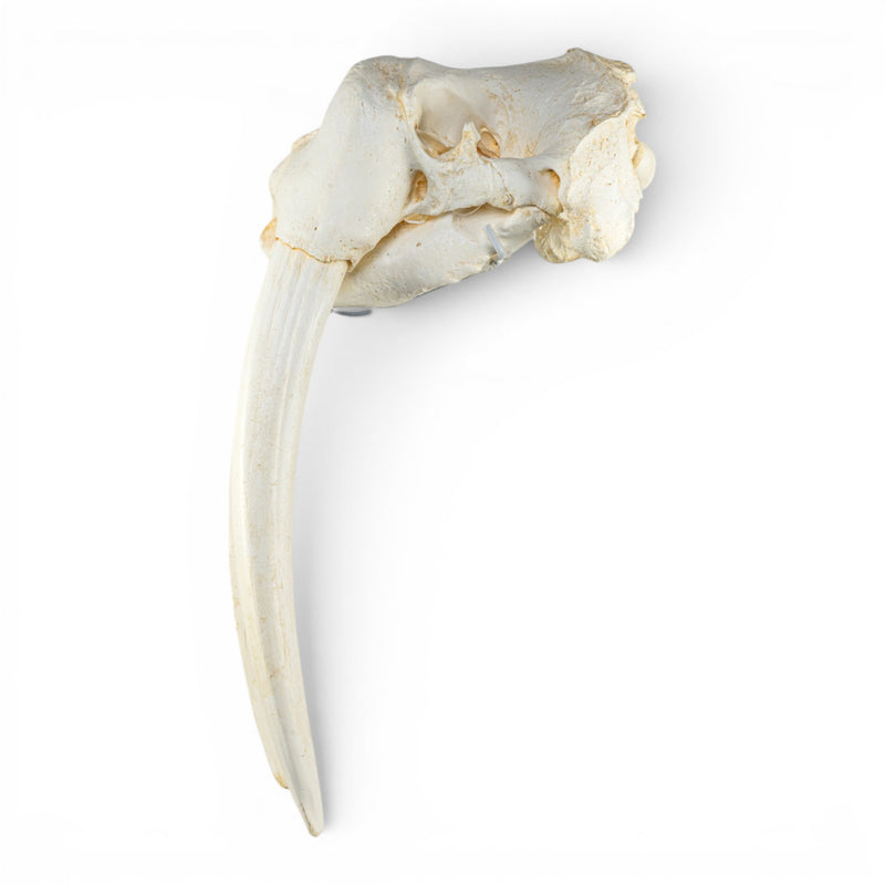 Replica Walrus Skull