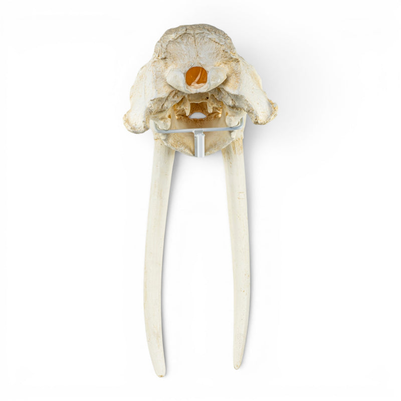 Replica Walrus Skull
