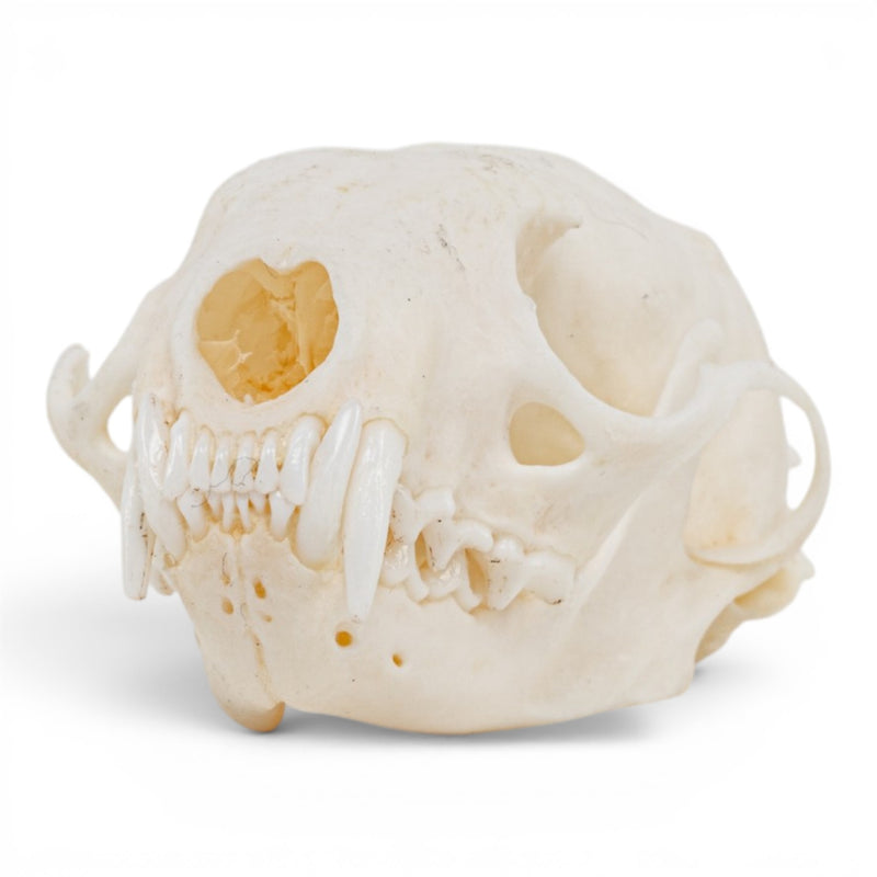 Real Marten Skull - Pathology