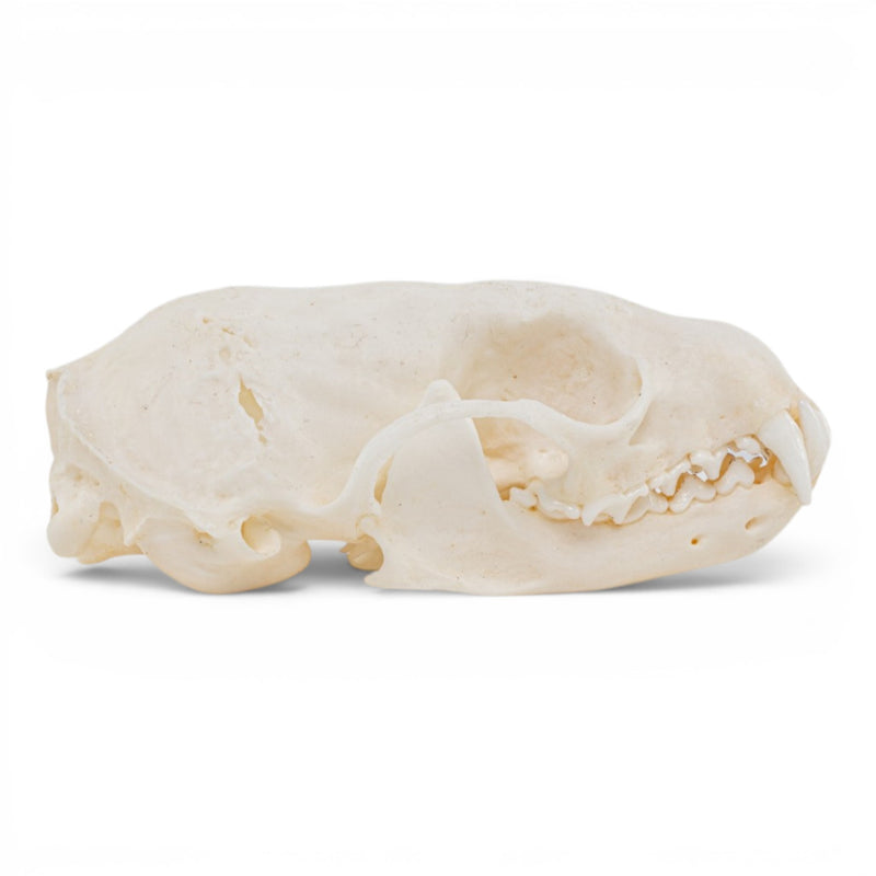 Real Marten Skull - Pathology