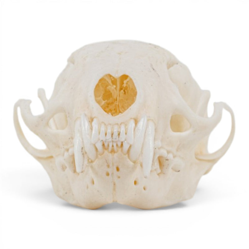 Real Marten Skull - Pathology
