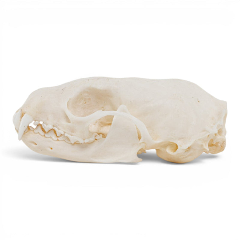 Real Marten Skull - Pathology
