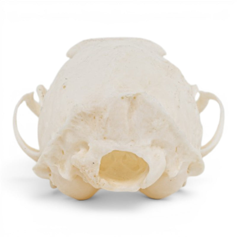 Real Marten Skull - Pathology