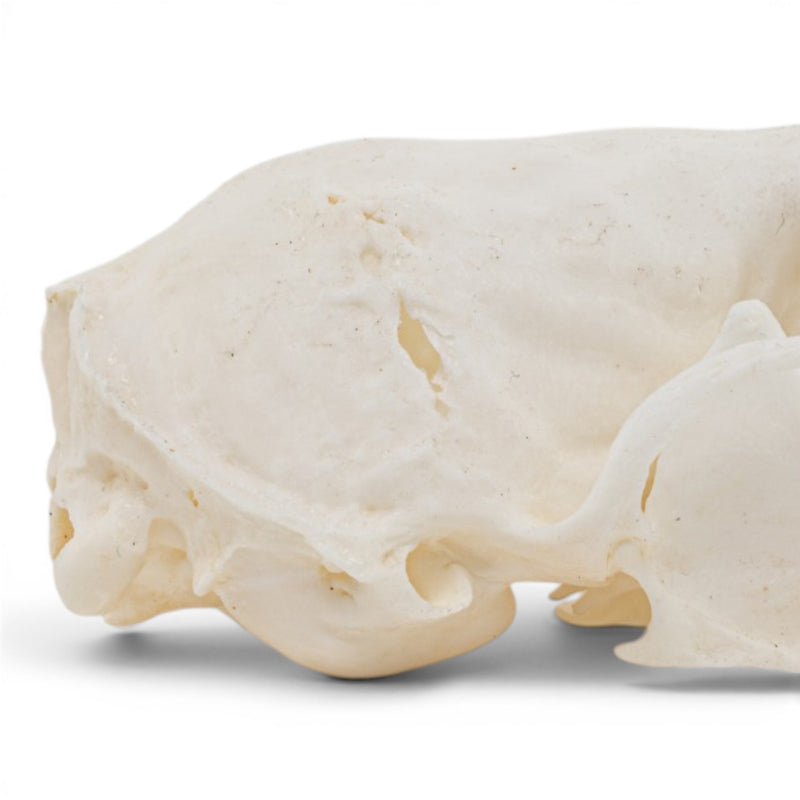 Real Marten Skull - Pathology