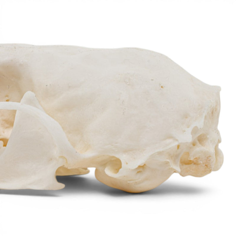 Real Marten Skull - Pathology