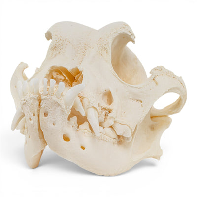 Real Domestic Dog Skull - Brachycephalic