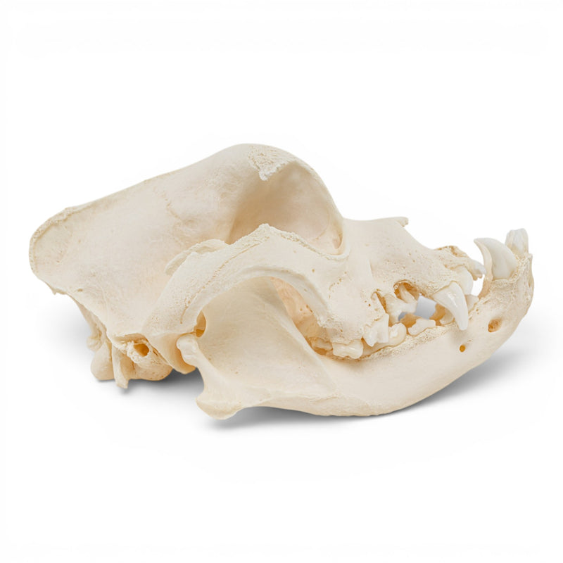 Real Domestic Dog Skull - Brachycephalic