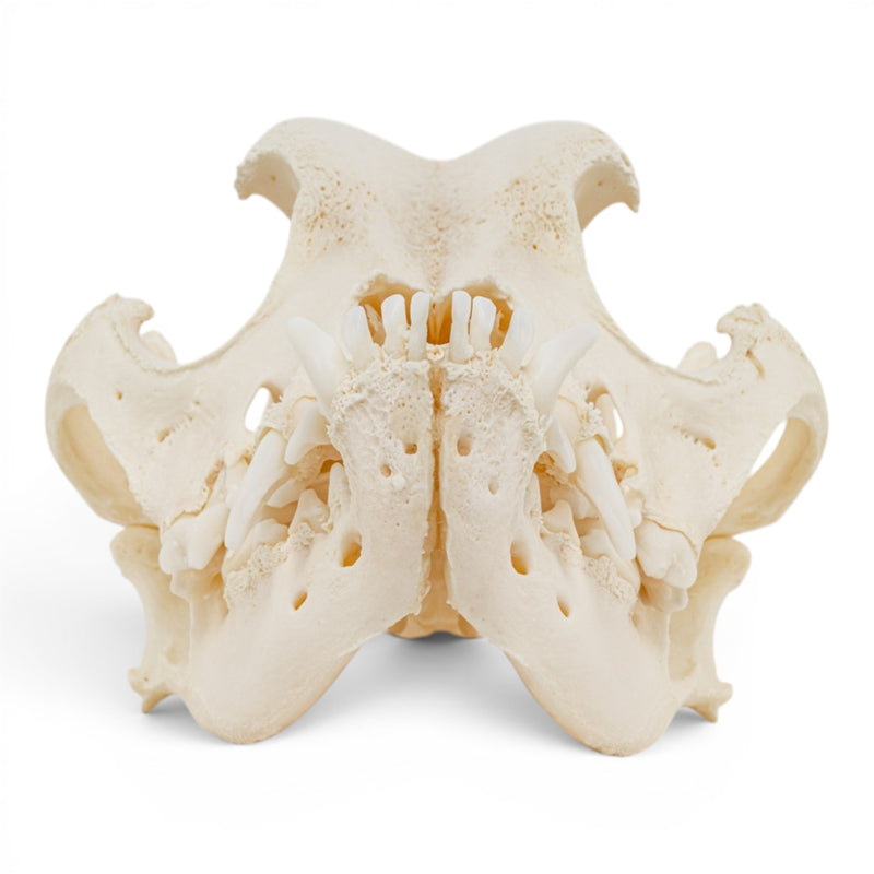 Real Domestic Dog Skull - Brachycephalic