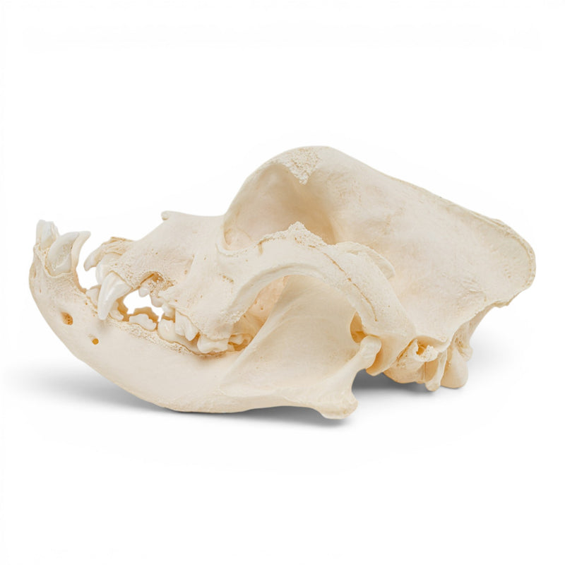 Real Domestic Dog Skull - Brachycephalic