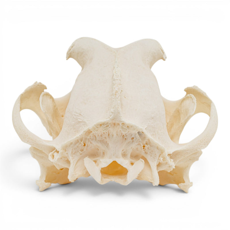 Real Domestic Dog Skull - Brachycephalic