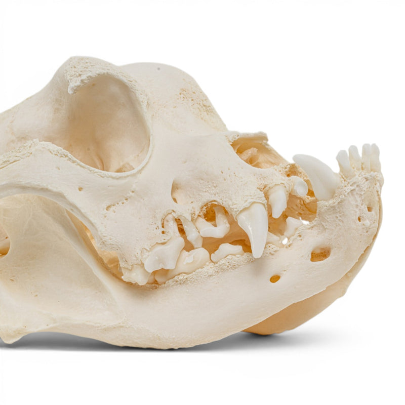 Real Domestic Dog Skull - Brachycephalic