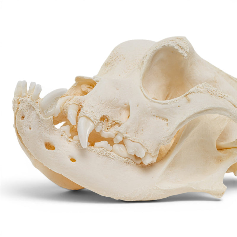 Real Domestic Dog Skull - Brachycephalic