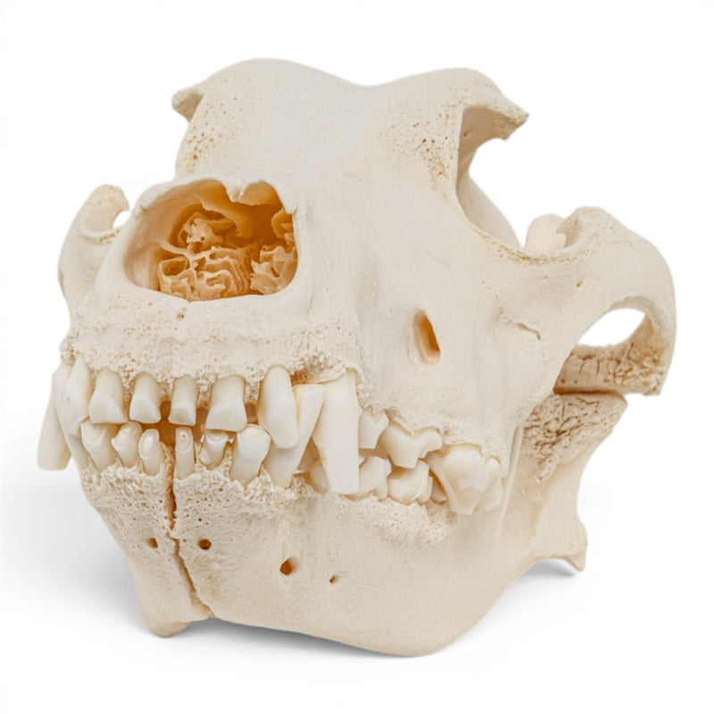 Real Domestic Dog Skull - Pathology