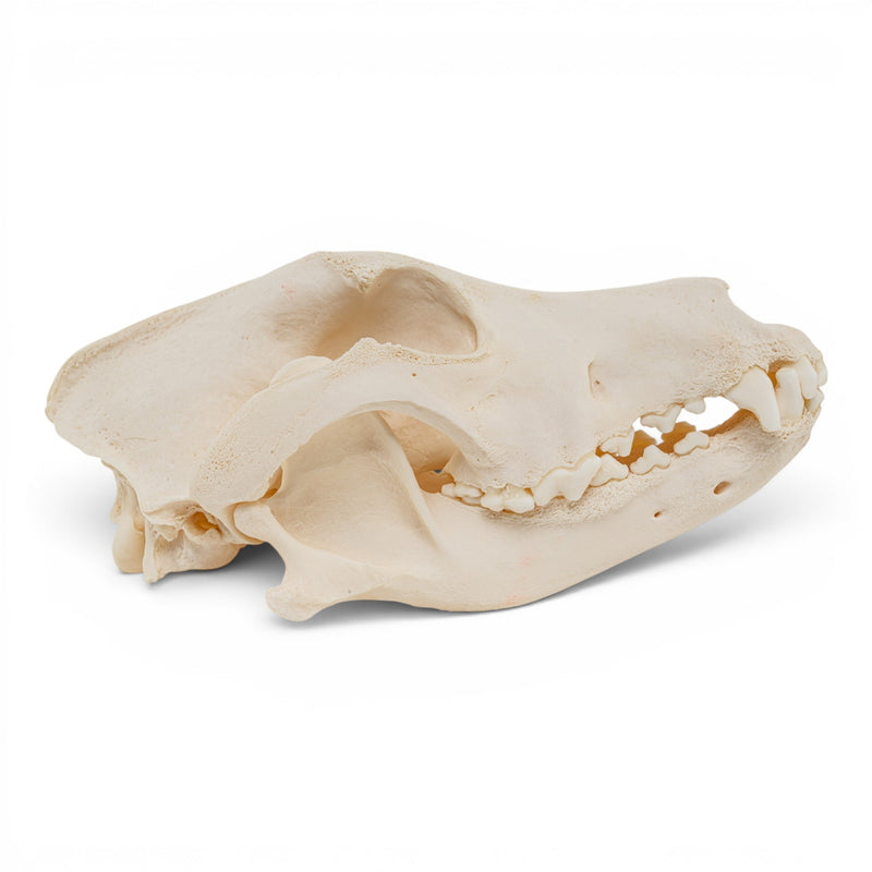 Real Domestic Dog Skull - Pathology