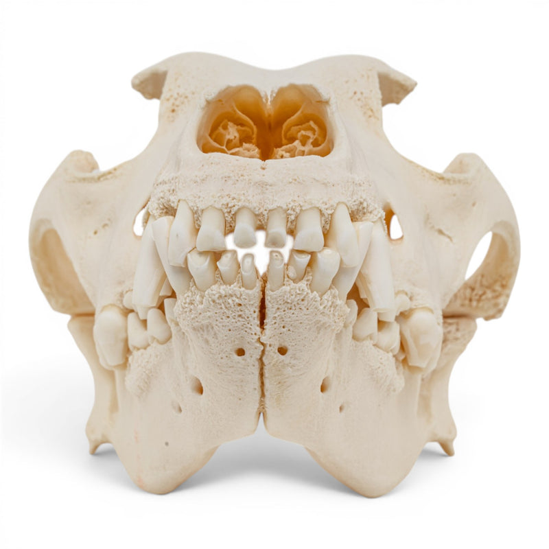 Real Domestic Dog Skull - Pathology