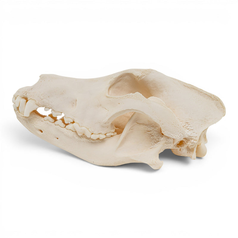 Real Domestic Dog Skull - Pathology