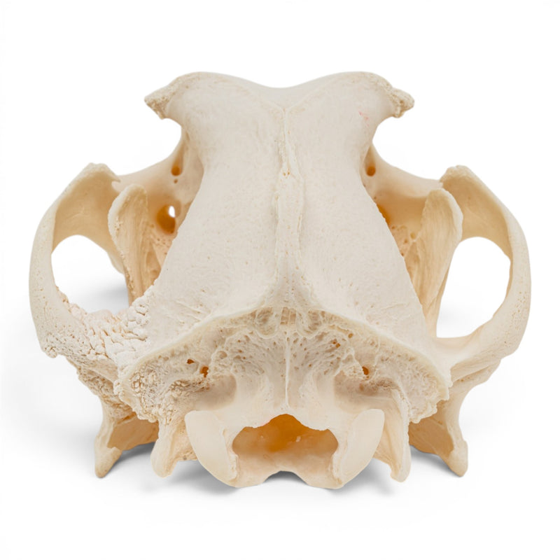 Real Domestic Dog Skull - Pathology