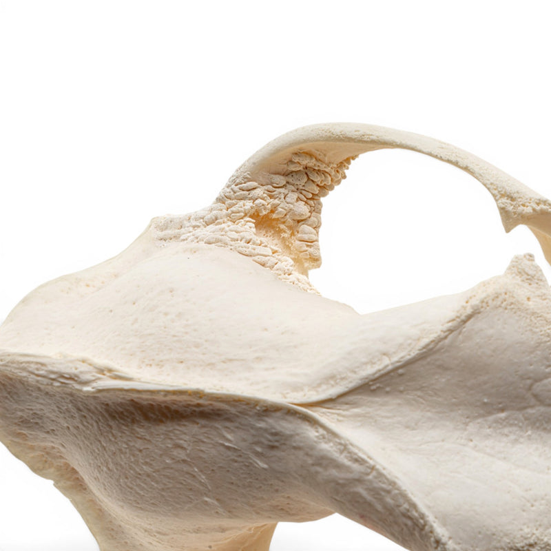 Real Domestic Dog Skull - Pathology