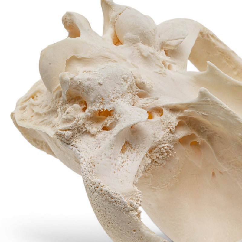 Real Domestic Dog Skull - Pathology