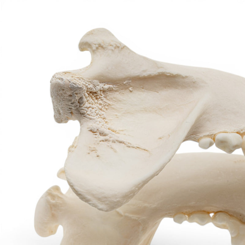 Real Domestic Dog Skull - Pathology