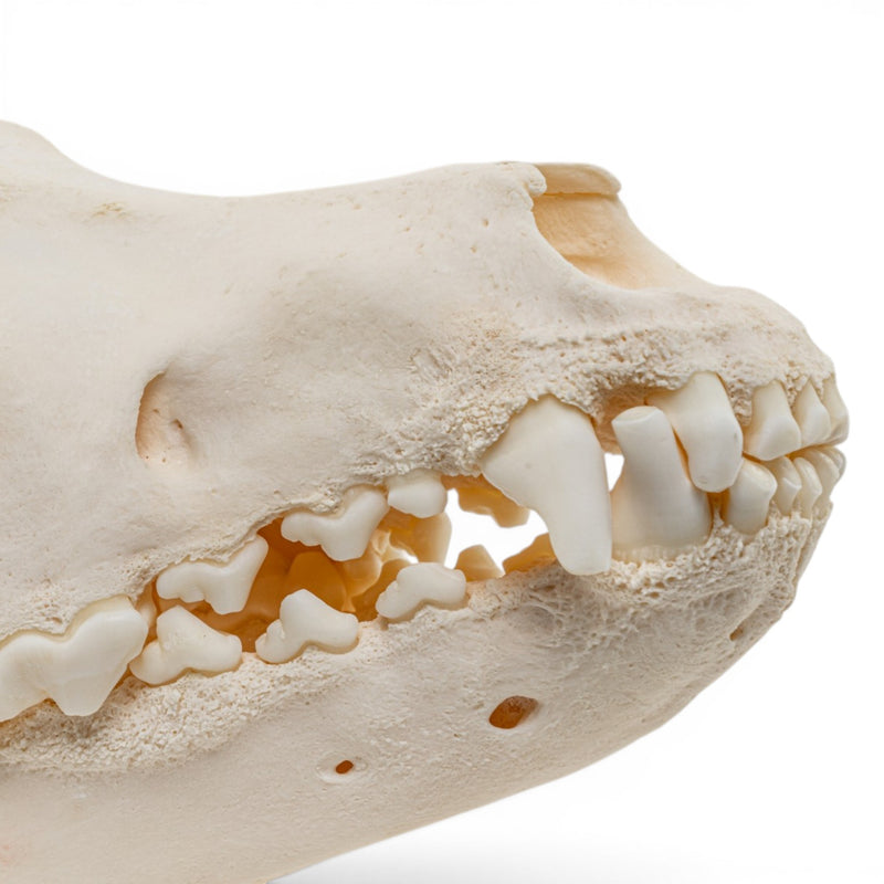 Real Domestic Dog Skull - Pathology